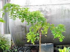 Robinia pseudoacacia 'Twisty Baby' - Sierboom - Hortus Conclusus  - 2