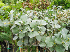 Salix lanata - Sierboom - Hortus Conclusus  - 4
