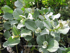 Salix lanata - Sierboom - Hortus Conclusus  - 6