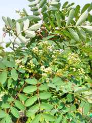 Sorbus hupehensis 'November Pink' - Sierboom - Hortus Conclusus  - 2