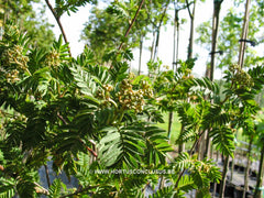 Sorbus microphylla - Sierboom - Hortus Conclusus  - 3