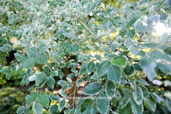 Ulmus parvifolia 'Geisha' - Sierboom - Hortus Conclusus  - 1