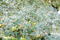 Ulmus parvifolia 'Geisha' - Sierboom - Hortus Conclusus  - 2