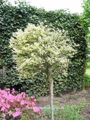 Ulmus parvifolia 'Geisha' - Sierboom - Hortus Conclusus  - 3