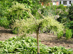 Ulmus parvifolia 'Geisha' - Sierboom - Hortus Conclusus  - 6