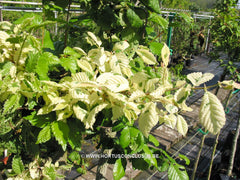 Ulmus parvifolia 'Geisha' - Sierboom - Hortus Conclusus  - 9