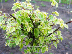Ulmus parvifolia 'Geisha' - Sierboom - Hortus Conclusus  - 10