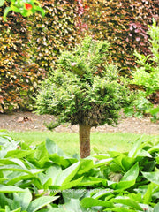 Ulmus parvifolia 'Seiju' - Sierboom - Hortus Conclusus  - 2