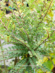 Ulmus parvifolia 'Seiju' - Sierboom - Hortus Conclusus  - 8