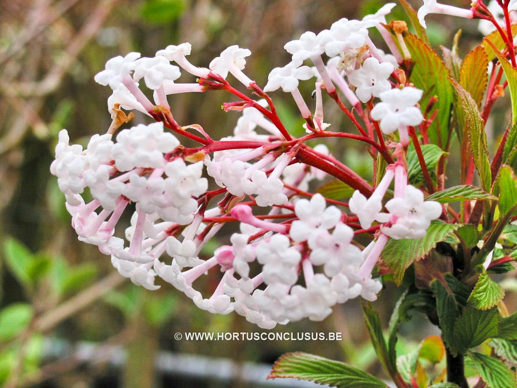 Viburnum farreri 'Nanum' - Heester - Hortus Conclusus  - 1