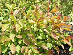 Viburnum farreri 'Nanum' - Heester - Hortus Conclusus  - 2
