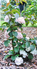 Viburnum plicatum 'Kern's Pink' - Heester - Hortus Conclusus  - 3