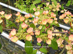 Viburnum plicatum 'Pink Beauty' - Heester - Hortus Conclusus  - 1