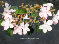 Viburnum plicatum 'Pink Beauty' - Heester - Hortus Conclusus  - 4