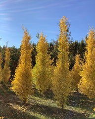 Ginkgo biloba 'Fastigiata Blagon' gele herfstkleur. Foto's uit de kwekerij