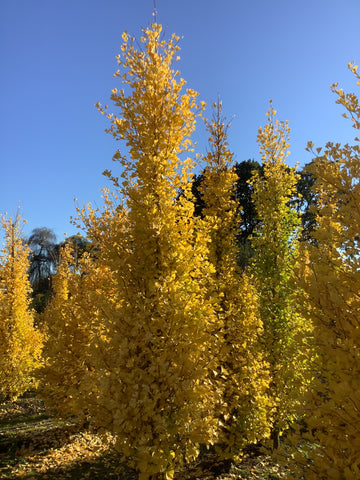 Ginkgo biloba ‘Fastigiata Blagon’