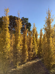 Ginkgo biloba 'Fastigiata Blagon' gele herfstkleur. Foto's uit de kwekerij