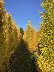 Ginkgo biloba 'Fastigiata Blagon' gele herfstkleur. Foto's uit de kwekerij