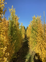 Ginkgo biloba 'Fastigiata Blagon' gele herfstkleur. Foto's uit de kwekerij