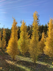 Ginkgo biloba 'Fastigiata Blagon' gele herfstkleur. Foto's uit de kwekerij