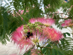 Albizia julibrissin 'Tropical Dream' - Sierboom - Hortus Conclusus