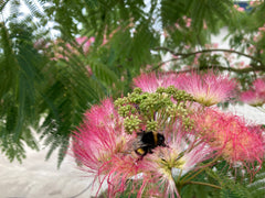 Albizia julibrissin 'Tropical Dream' - Sierboom - Hortus Conclusus