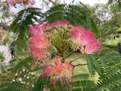 Albizia julibrissin 'Tropical Dream' - Sierboom - Hortus Conclusus
