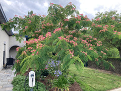 Albizia julibrissin 'Tropical Dream' - Sierboom - Hortus Conclusus