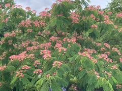 Albizia julibrissin 'Tropical Dream' - Sierboom - Hortus Conclusus