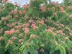 Albizia julibrissin 'Tropical Dream' - Sierboom - Hortus Conclusus