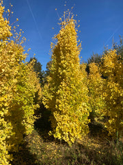 Ginkgo biloba 'Fastigiata Blagon' gele herfstkleur. Foto's uit de kwekerij