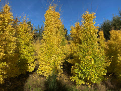 Ginkgo biloba 'Fastigiata Blagon' gele herfstkleur. Foto's uit de kwekerij