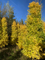 Ginkgo biloba ‘Fastigiata Blagon’
