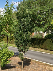 Quercus robur 'Prof. Dr. Dirk Van Roost'