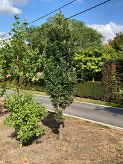 Quercus robur 'Prof. Dr. Dirk Van Roost'