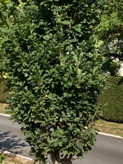 Quercus robur 'Prof. Dr. Dirk Van Roost'