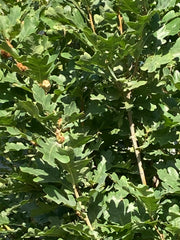 Quercus robur 'Prof. Dr. Dirk Van Roost'