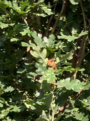 Quercus robur 'Prof. Dr. Dirk Van Roost'