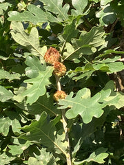 Quercus robur 'Prof. Dr. Dirk Van Roost'