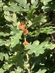 Quercus robur 'Prof. Dr. Dirk Van Roost'