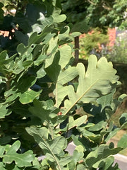 Quercus robur 'Prof. Dr. Dirk Van Roost'