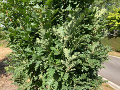 Quercus robur 'Prof. Dr. Dirk Van Roost'