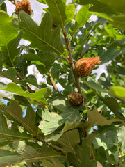 Quercus robur 'Prof. Dr. Dirk Van Roost'