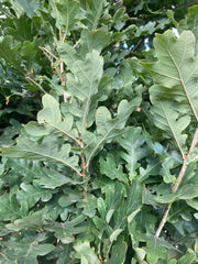 Quercus robur 'Prof. Dr. Dirk Van Roost'