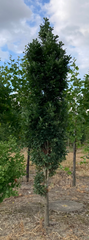 Quercus robur 'Prof. Dr. Dirk Van Roost'