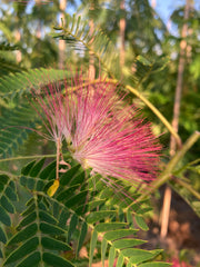 Albizia julibrissin 'Tropical Dream'