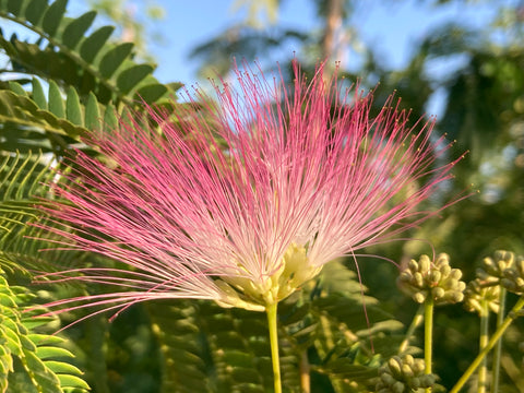 Albizia julibrissin 'Tropical Dream'