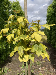 Liquidambar formosana 'Golden Limelight' - bonte amberboom met goudgele bladrand en limegroen hart