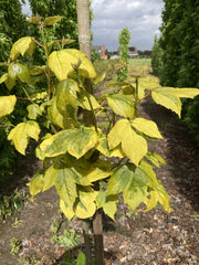 Liquidambar formosana 'Golden Limelight' - bonte amberboom met goudgele bladrand en limegroen hart