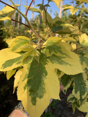 Liquidambar formosana 'Golden Limelight' - bonte amberboom met goudgele bladrand en limegroen hart